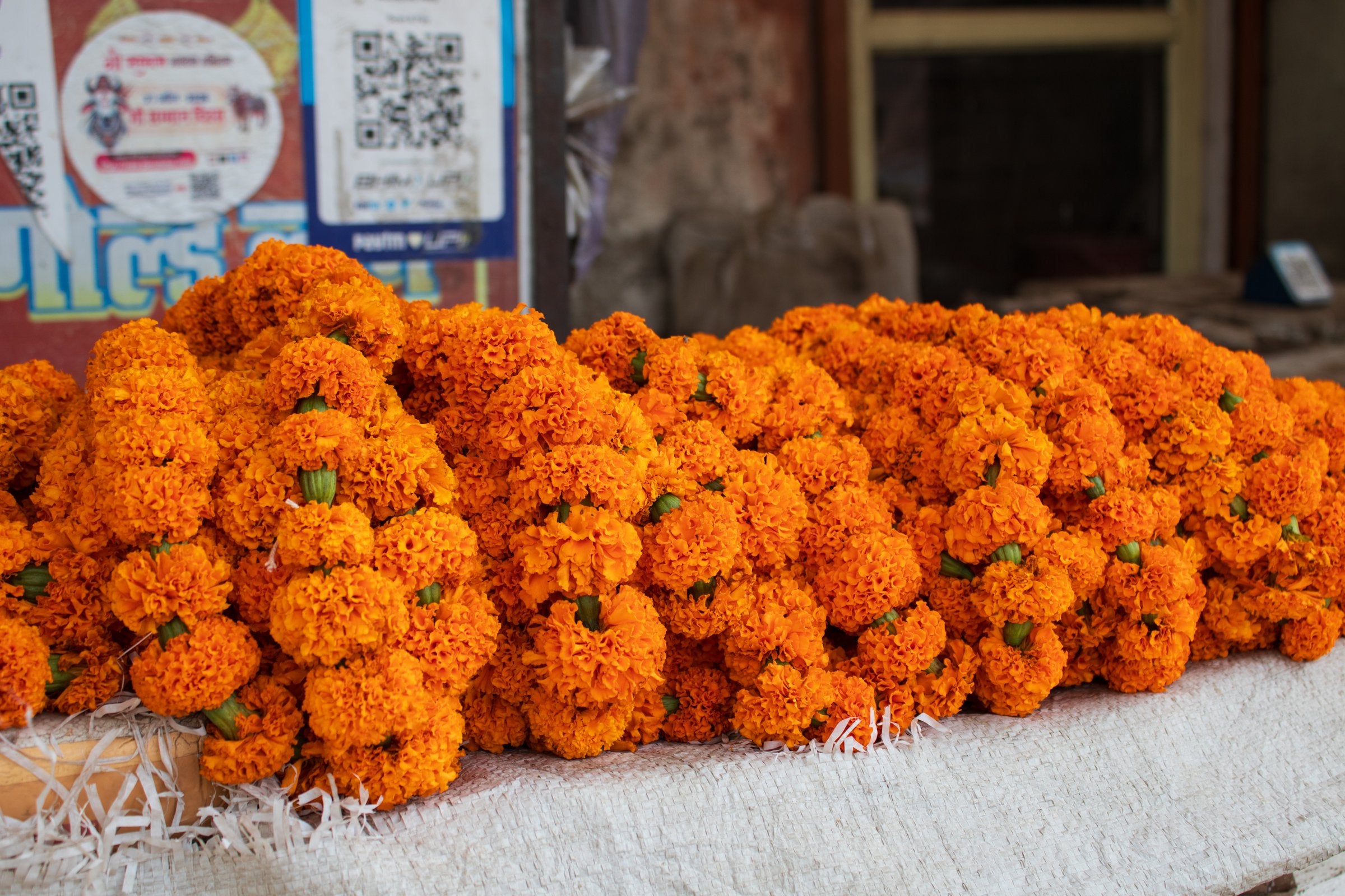 Marigold flowers used for natural dyeing
